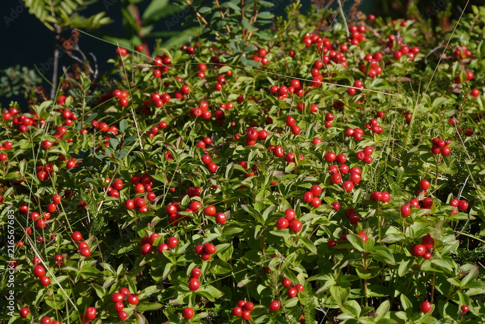Cornus suecica - schwedischer Hartiegel, Skrubbær, Hühnerbeeren Cornus suecica - schwedischer Hartiegel, Skrubbær, Hühnerbeeren