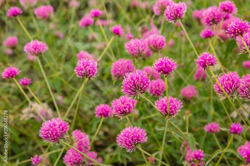 purple of Gomphrena globosa and globe amaranth photo