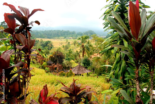 Jatiluwih rice field and terrace, the UNESCO nature heritage site of Bali, Indonesia, view through leaves   photo