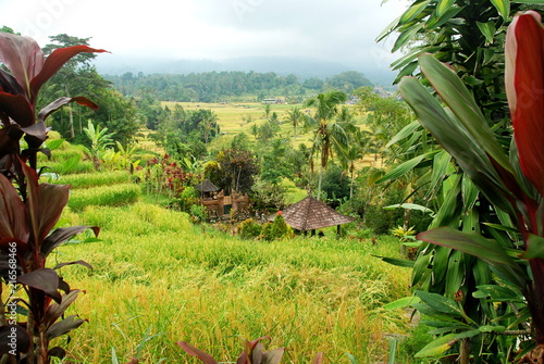 Jatiluwih rice field and terrace, the UNESCO nature heritage site of Bali, Indonesia, view through leaves   photo