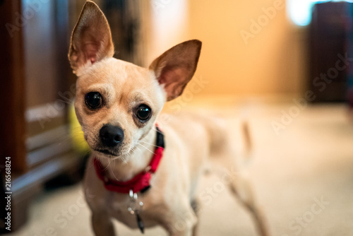 Cute Chihuahua © Justin