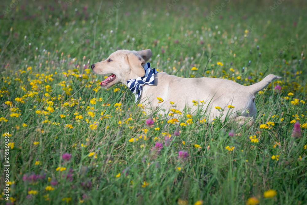 Adorable puppy on the flowery lawn Adorable puppy on the flowery lawn