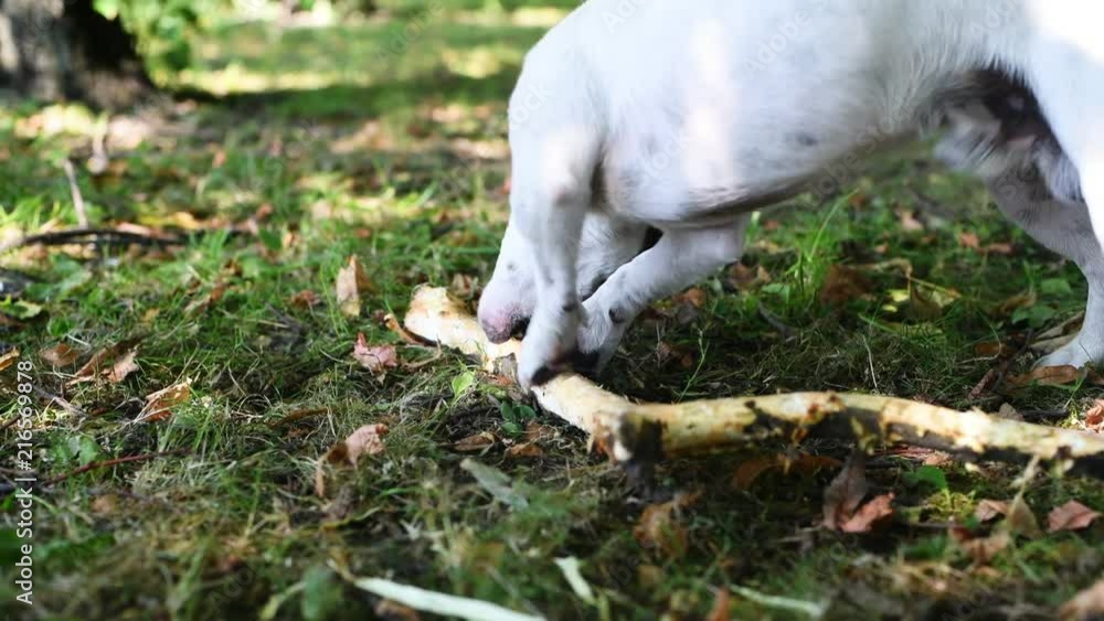 Jack Russell nibbles stick on the grass in the Park Jack Russell nibbles stick on the grass in the Park