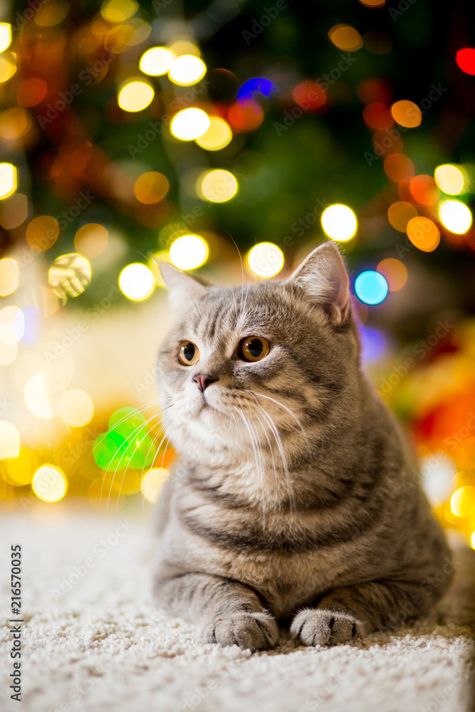 Large gray Cat without breed near the Christmas tree with garlands