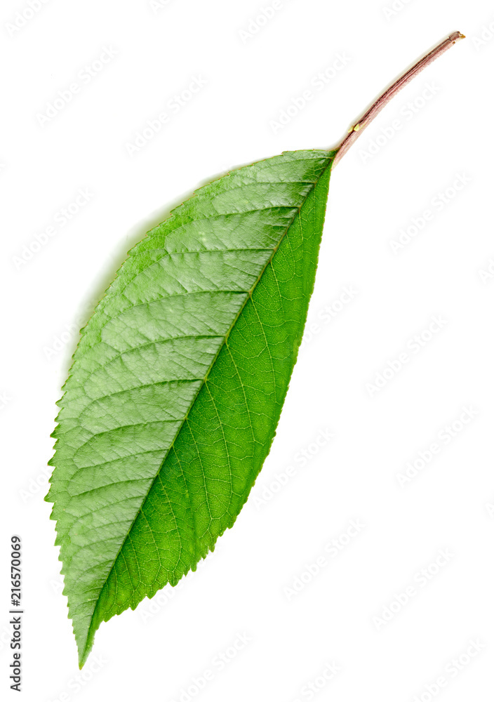 Fototapeta premium Green Cherry leaf isolated