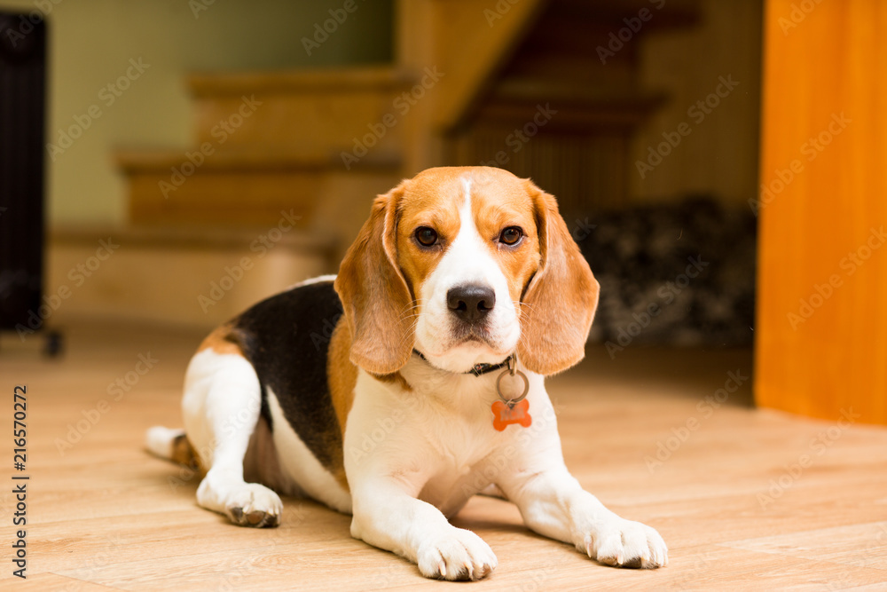 An adult dog of the Beagle breed lies on the floor