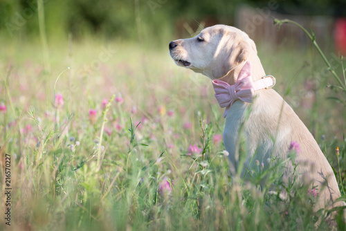 Puppy on the flowery meadow