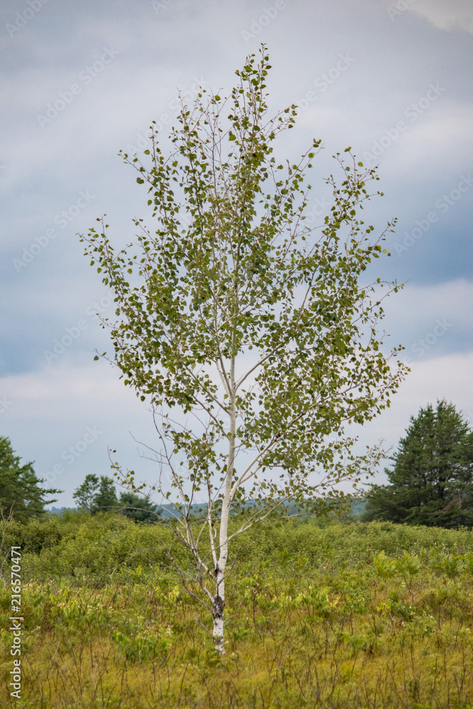 Obraz premium tree in the field