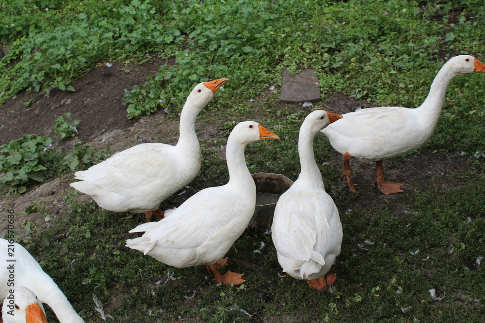 White geese, close-up of the household grazing on the lawn. White geese, close-up of the household grazing on the lawn.