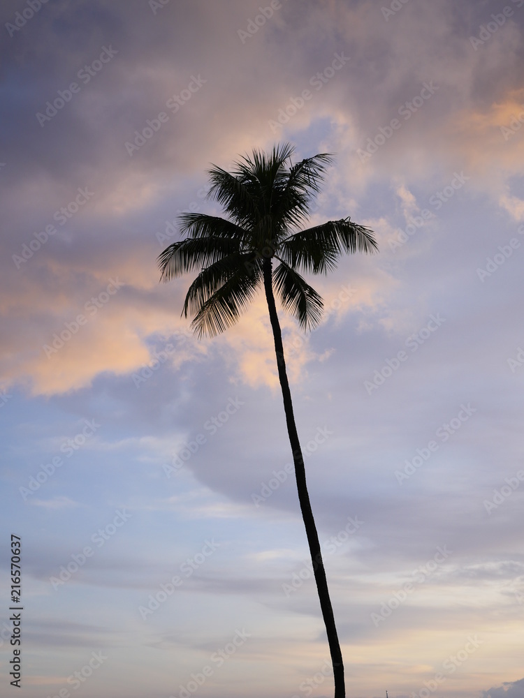 one palm tree silhouette in hawaii