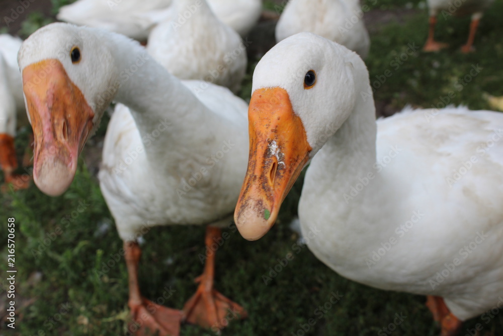 White geese, close-up of the household grazing on the lawn. White geese, close-up of the household grazing on the lawn.