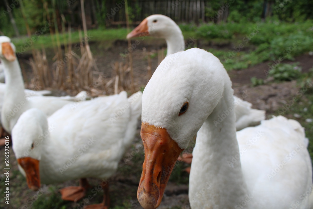 White geese, close-up of the household grazing on the lawn. White geese, close-up of the household grazing on the lawn.