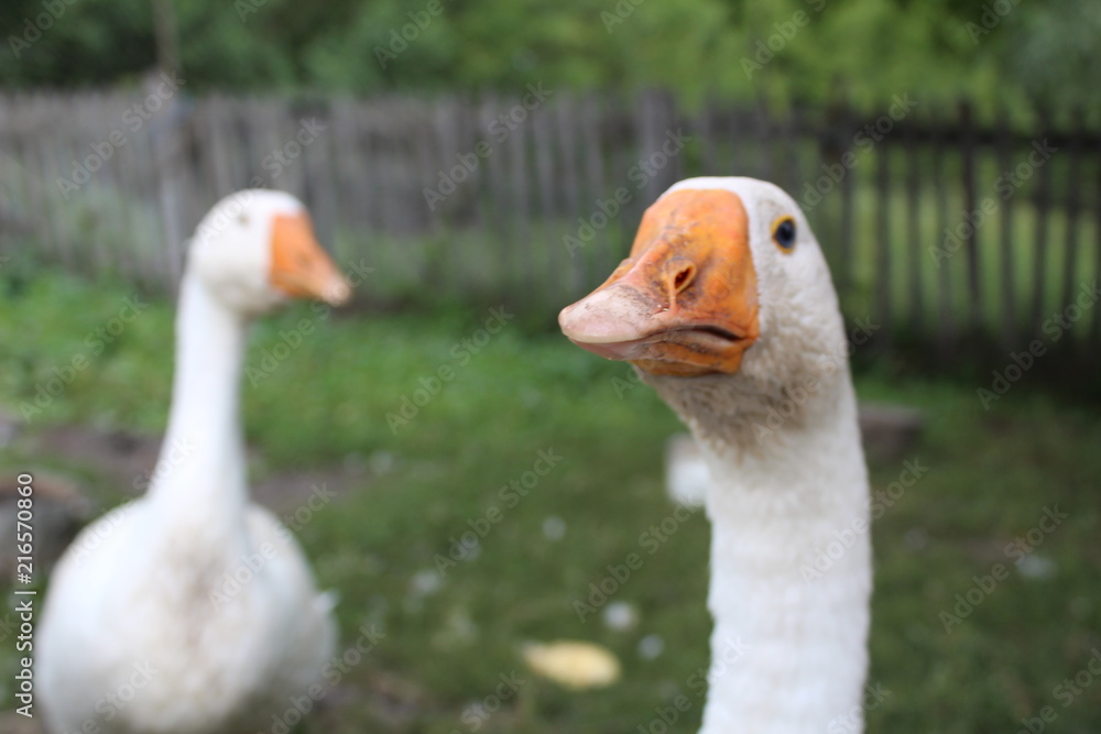 White geese, close-up of the household grazing on the lawn.