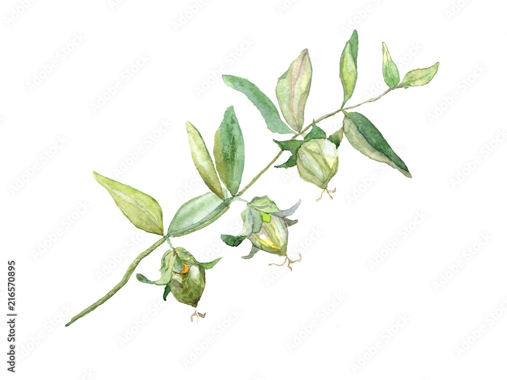 Jojoba watercolor, isolated on white background. Botanical illustration for greeting cards, invitations, and other printing projects. Can used for packaging of natural products health and beauty. - obrazy, fototapety, plakaty 