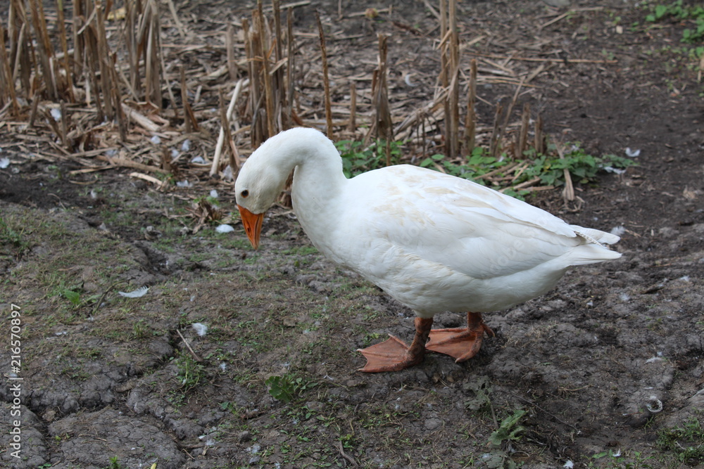 Obraz premium White goose, close-up in the household.