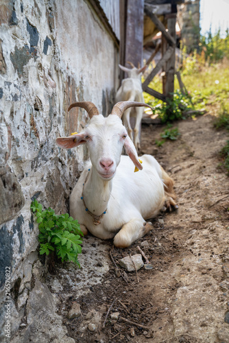 close-up white goat with kids in the yard village house sunny spring day photo