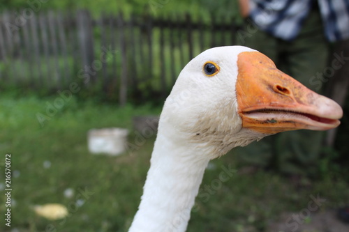 White goose, close-up in the household. photo