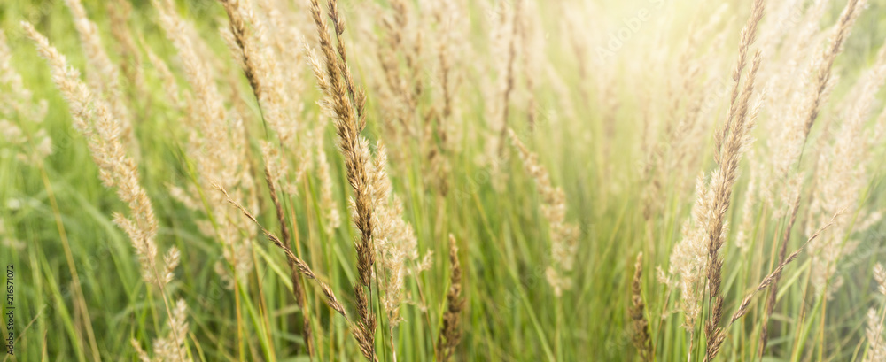 Grass field, rural nature, green background Grass field, rural nature, green background
