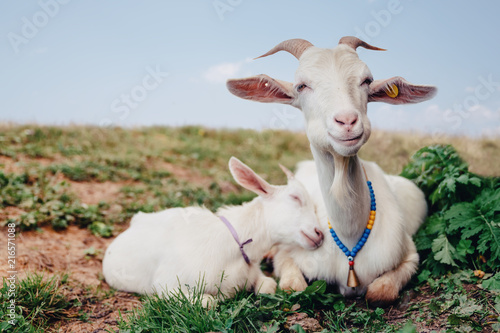 Fototapeta Naklejka Na Ścianę i Meble -  close-up white goat with kids in the yard village house sunny spring day
