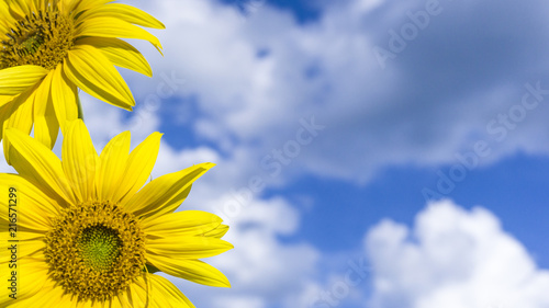 Sunflower against the blue sky, sunlight, rays