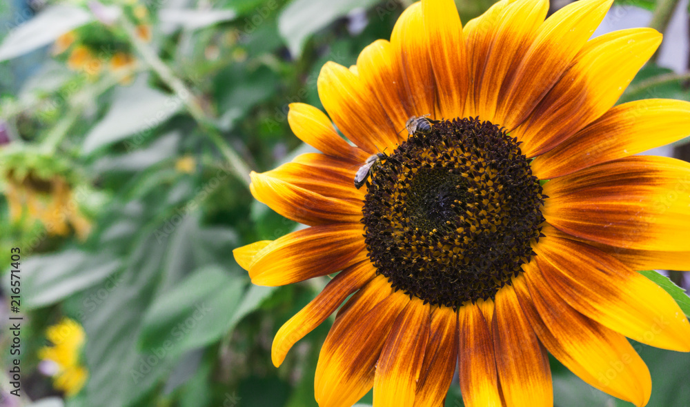 Sunflower close-up, bright and orange, sunlight Sunflower close-up, bright and orange, sunlight