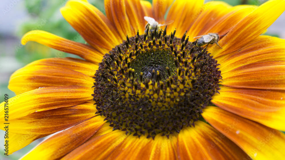 Obraz premium Sunflower close-up, bright and orange, sunlight