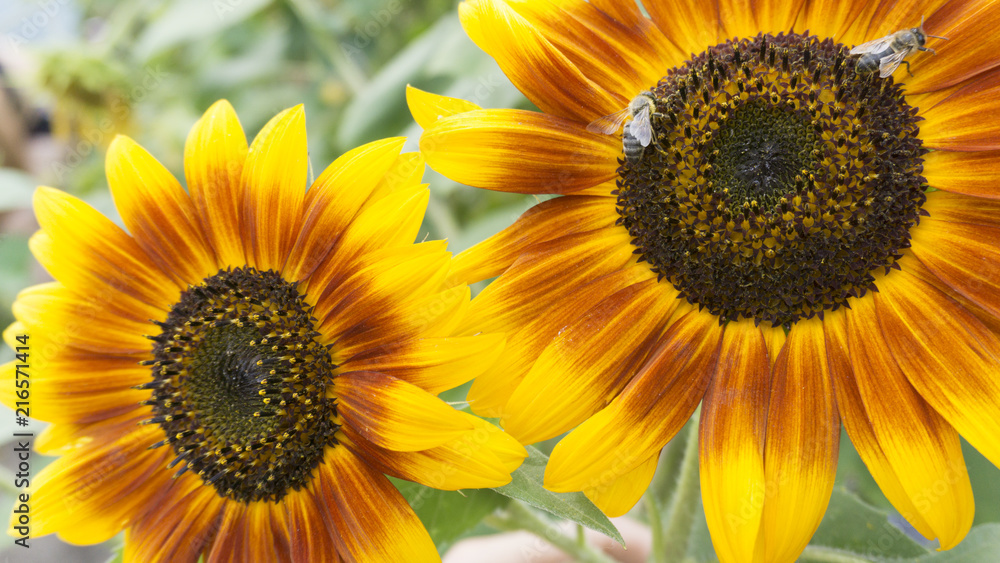 Obraz premium Sunflower close-up, bright and orange, sunlight