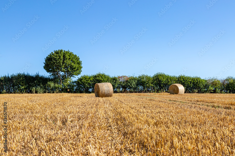 Haybales in a field in Sussex, on a sunny summer's day