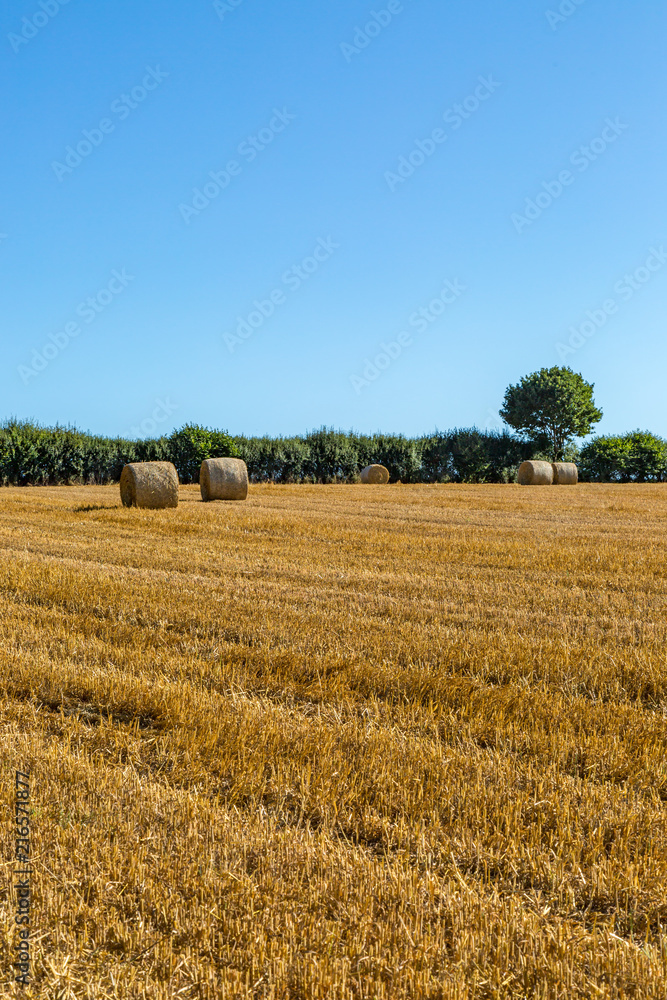 Haybales in a field in Sussex, on a sunny summer's day