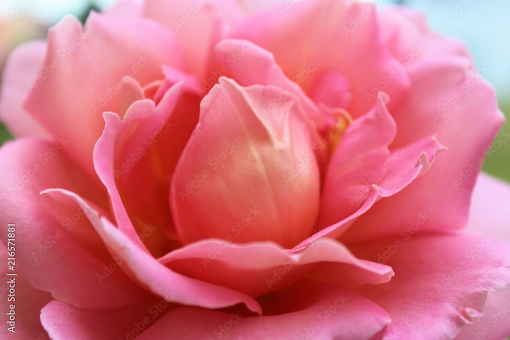 Close up of beautiful pink rose petals