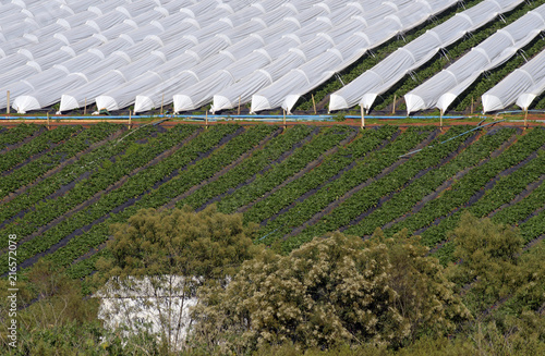 greenhouses with strawberry planting