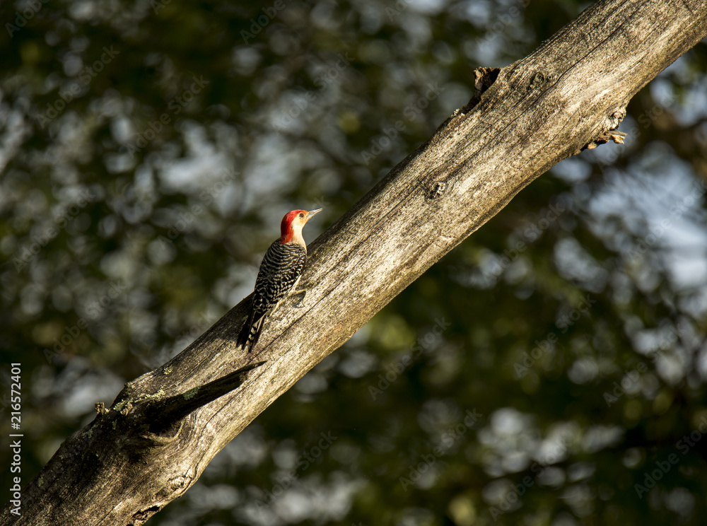 Red-bellied woodpecker on a tree trunk Red-bellied woodpecker on a tree trunk
