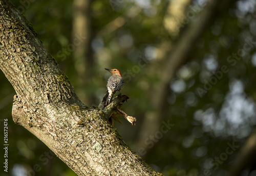 Red-bellied woodpecker on a tree trunk