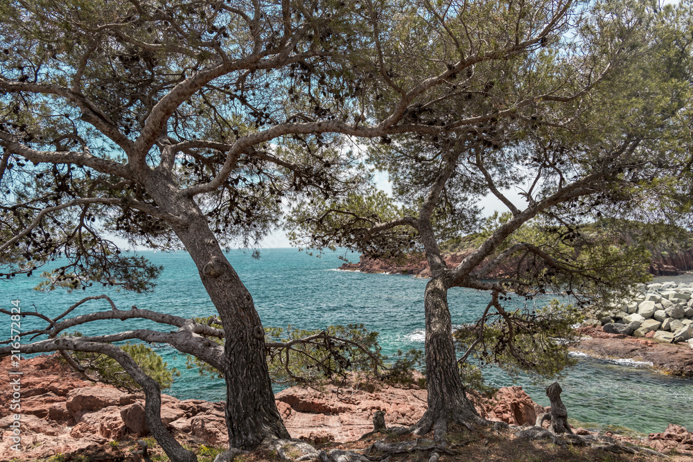 Blick auf das Meer in ST-Raphael durch die Bäume
