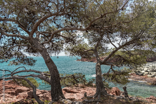 Fototapeta Naklejka Na Ścianę i Meble -  Blick auf das Meer in ST-Raphael durch die Bäume