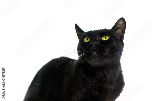 A black cat is looking up on a white background.