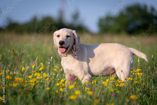 Cute Labrador puppy posing for a photo