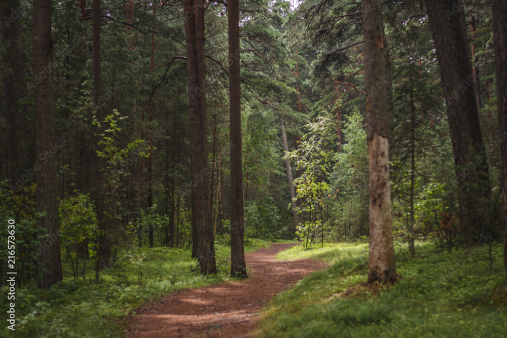 Fototapeta premium Road taking deeper into a forest