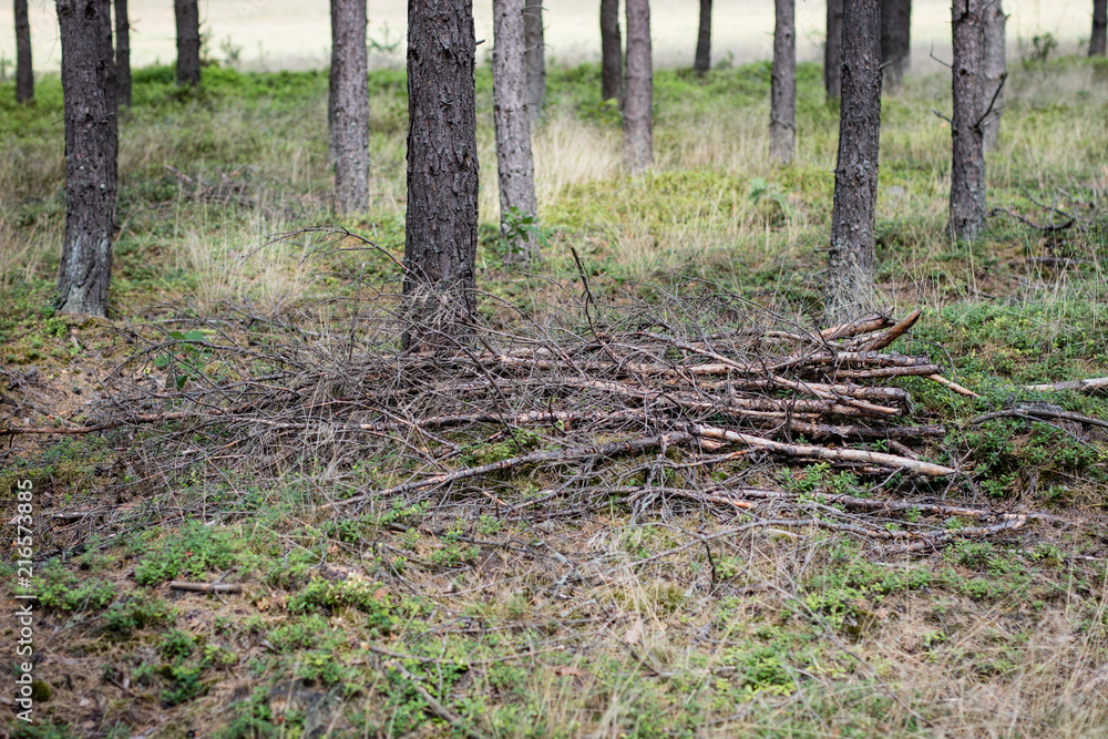 Wood for a fireplace arranged in coniferous forest. Branches of cut trees arranged next to the pine trunk. Wood for a fireplace arranged in coniferous forest. Branches of cut trees arranged next to the pine trunk.