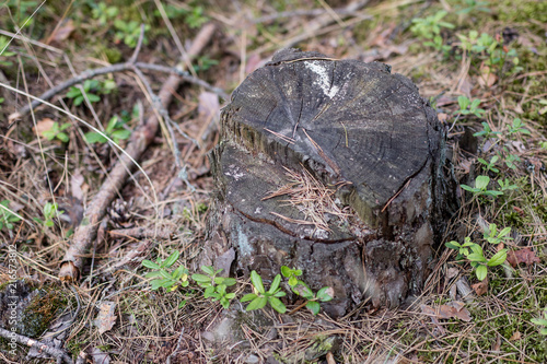 A trunk of cut coniferous tree in the forest. Destroyed nature and forest stand.