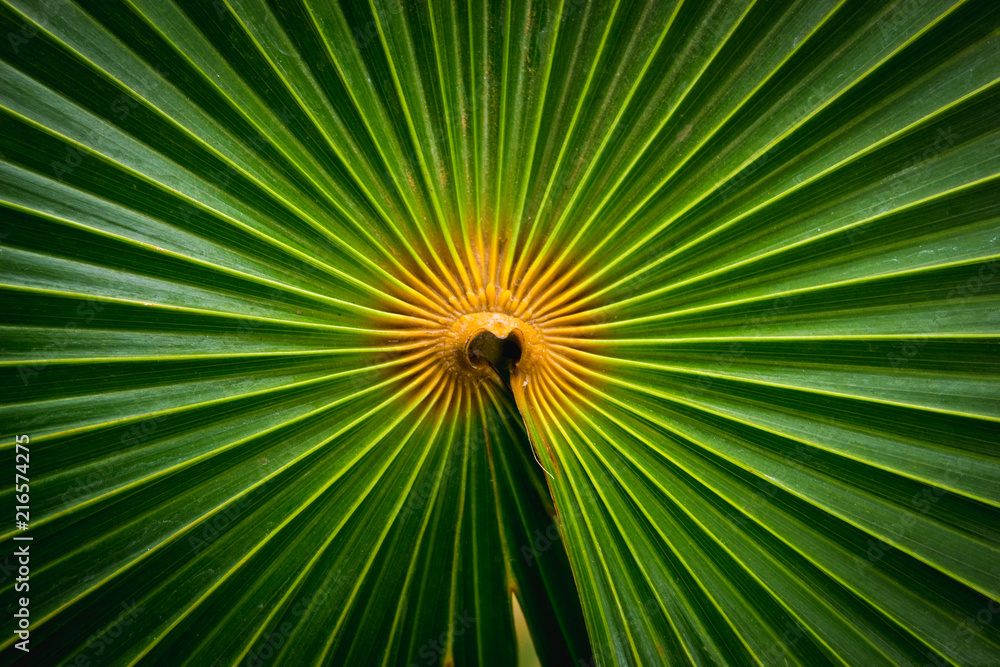 Hoja de palma Hoja de palma