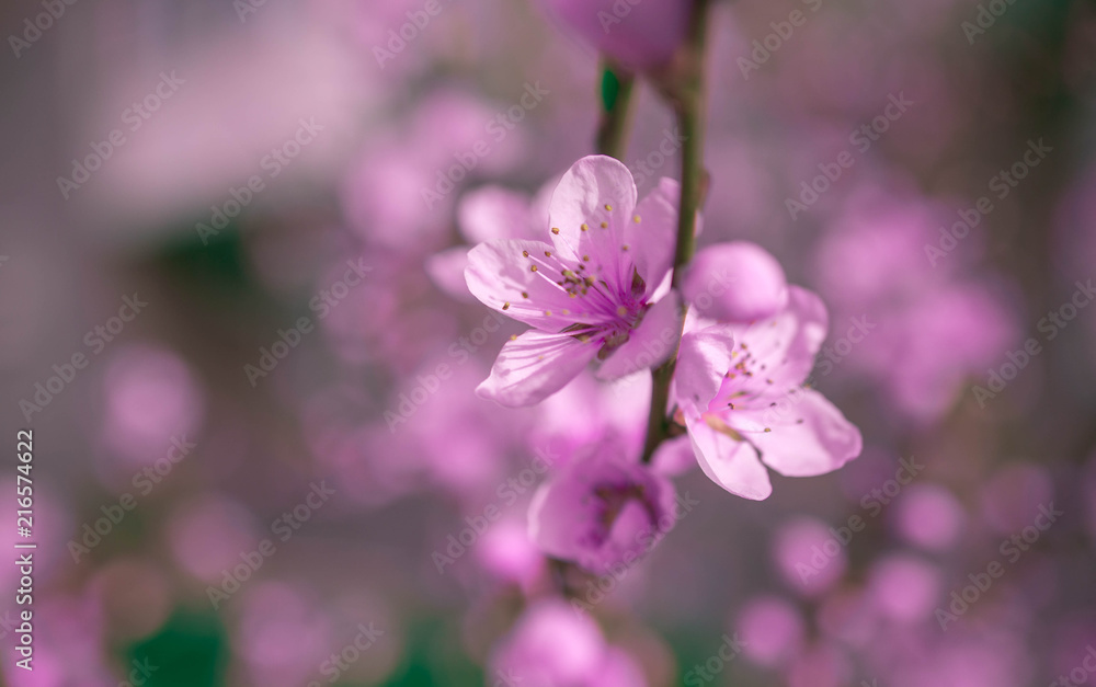 wild flowers sakura bush