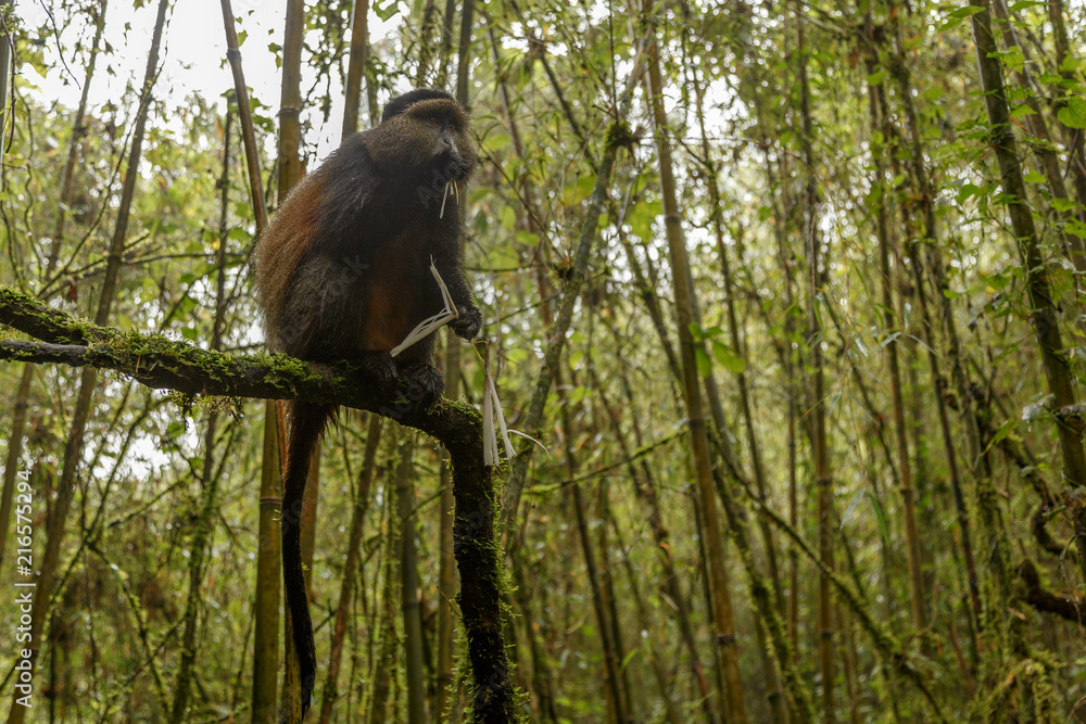Obraz premium Big rwandan golden monkey sitting on the tree and eating bamboo in the middle of the tropical forest, Rwanda