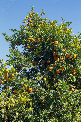 Tree of rangpur lime, or limao cravo in Portuguese photo