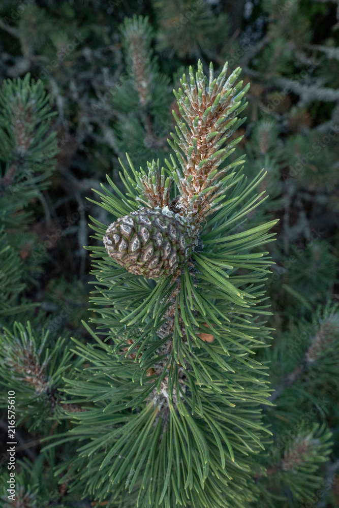 Pinecone Pinecone