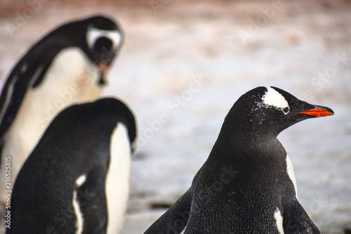 Penguins Close Up