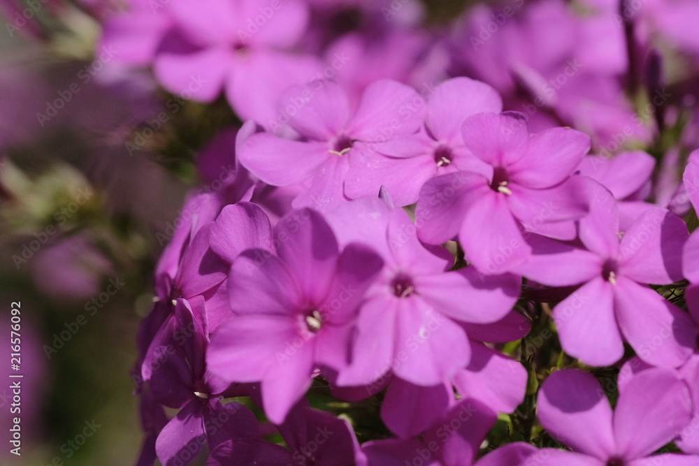 Purple flowers Purple flowers