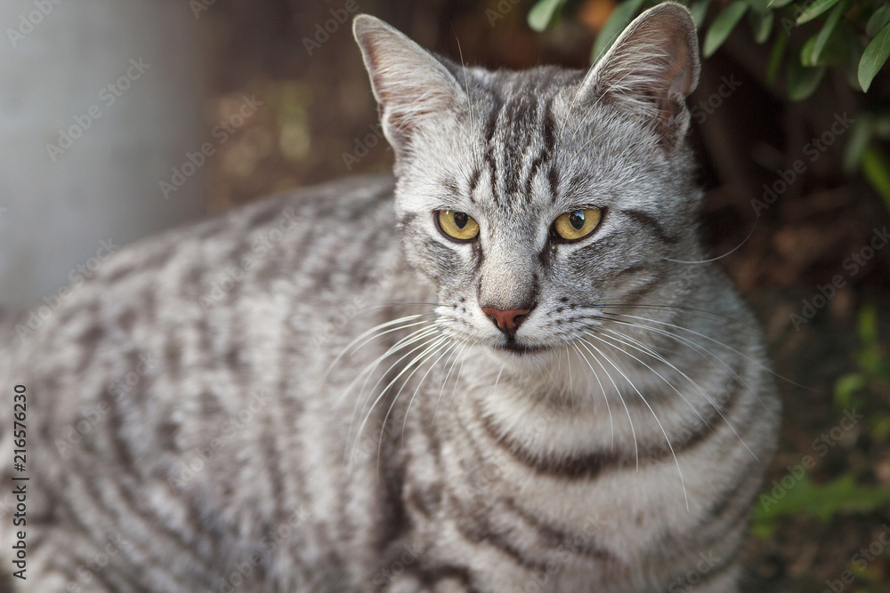 Grey striped cat walking the streets in the morning, yellow eyed and beautiful Grey striped cat walking the streets in the morning, yellow eyed and beautiful