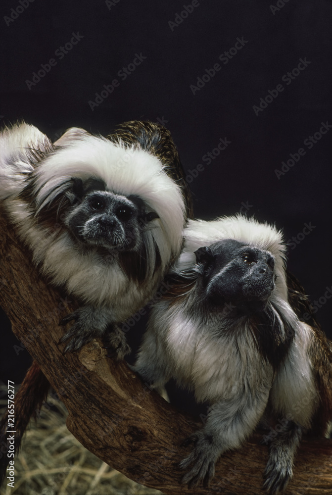 Two Cotton Top Tamarin on branch Two Cotton Top Tamarin on branch