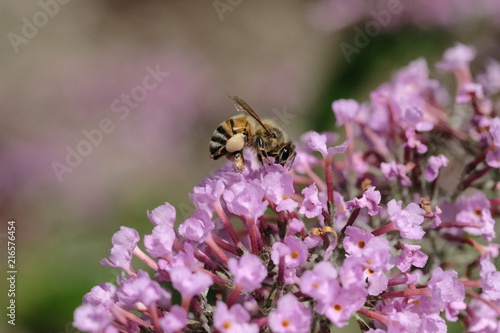 Macro flowers with bee © Robert